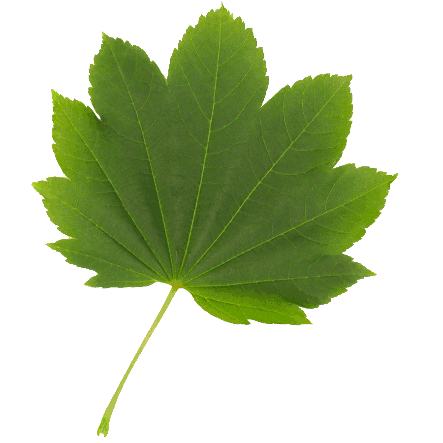 A green Vine Maple leaf.