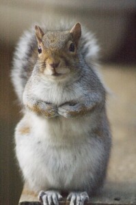 BegginSquirrel