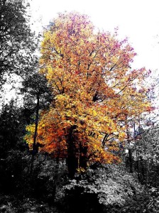 Fall Colors Cascade Park