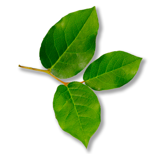 sallal-leaves-500x500